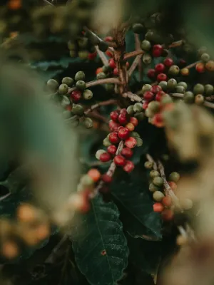 Éthiopie Yirgacheffe